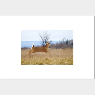 Deer Run - White-tailed deer Posters and Art